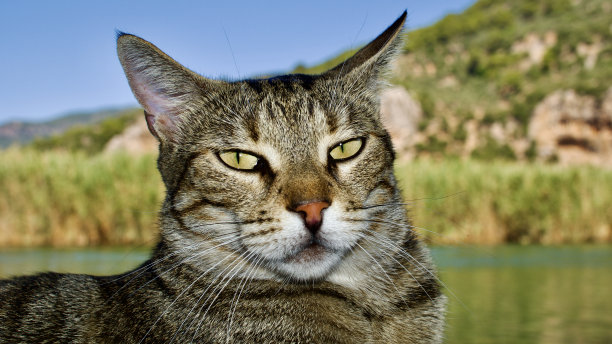 不同颜色的流浪猫。土耳其的流浪猫。图片下载