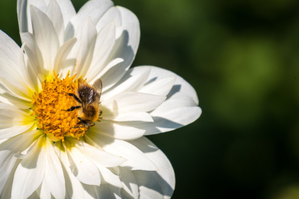 一只蜜蜂坐在大丽花上吸食花蜜的特写镜头图片下载