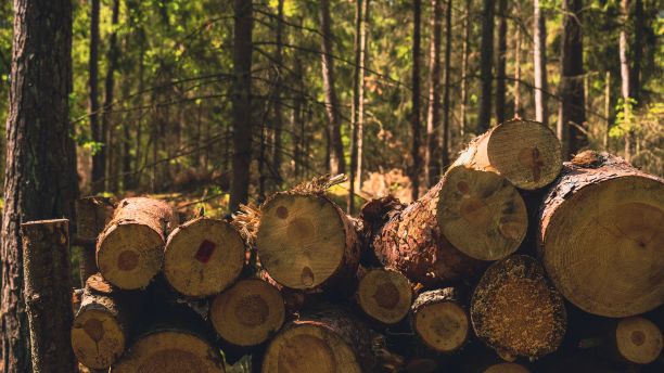 阳光明媚的乡间森林里的松树原木堆图片下载