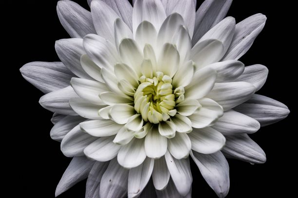 美丽盛开的白色菊花孤立在黑色背景图片下载