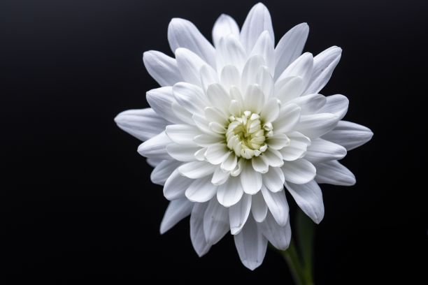 黑色背景上美丽的白色菊花的特写镜头图片下载