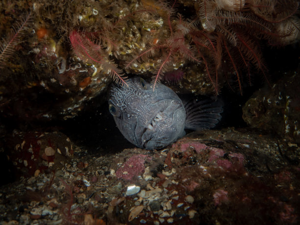狼鱼的巅峰图片下载
