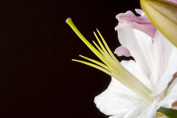 白色的花朵孤立在黑色的背景上。图片下载