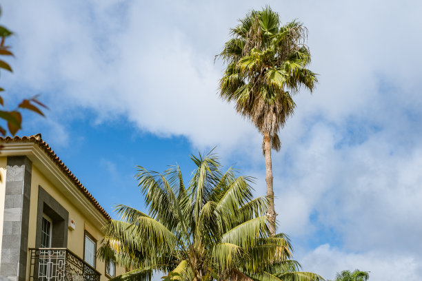 手掌树图片下载