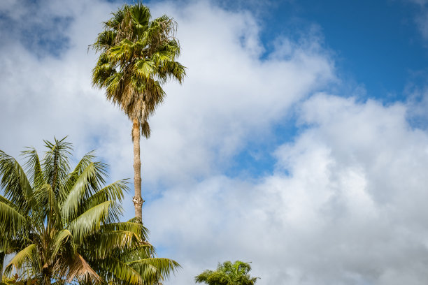 手掌树图片下载