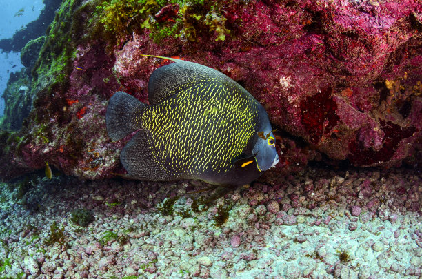 在巴西费尔南多·迪诺罗尼亚海，一只法国天使鱼和珊瑚潜水图片下载