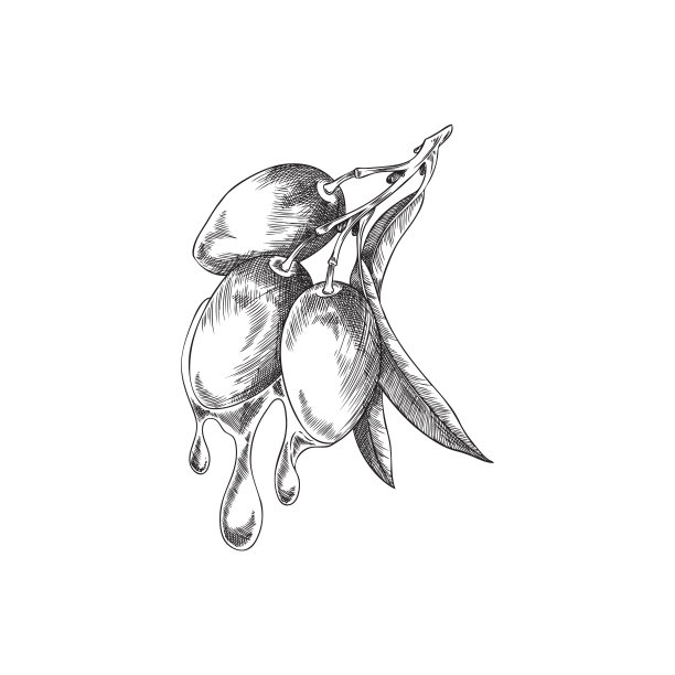 新鲜橄榄枝滴油矢量插图孤立在白色。图片下载