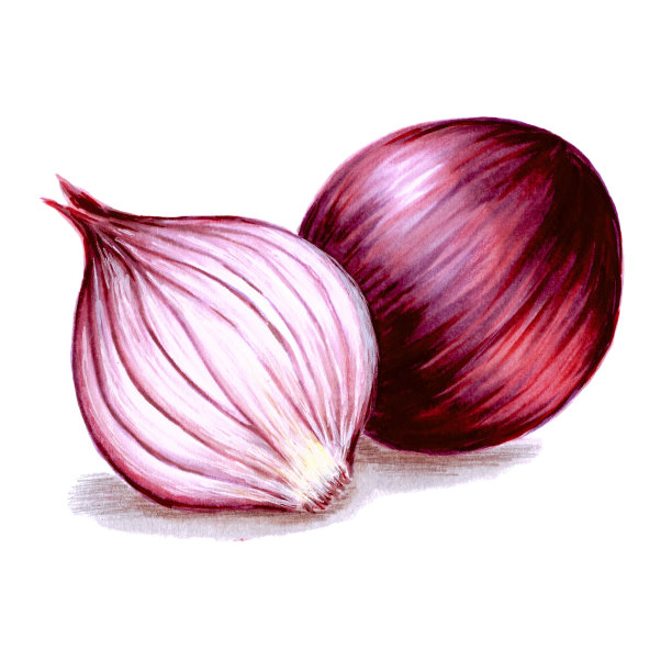 手绘红洋葱孤立在白色，酒精标记插图图片下载
