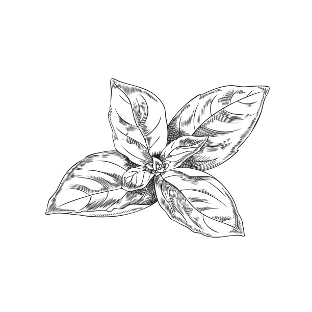 罗勒叶束雕刻素描风格矢量插图孤立的白色。图片下载
