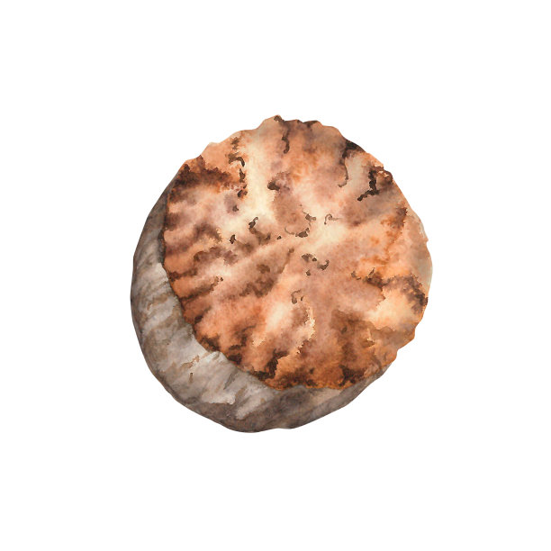 肉豆蔻水彩。隔离。剪贴画插图。设计的菜单，烹饪博客，包装，纺织品，网页设计，网站，贴纸，邀请，图案，标志。手工绘制。图片下载