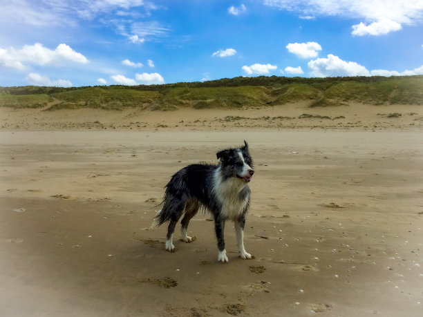 海滩上的狗图片下载