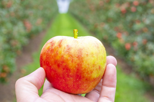果园里挂在苹果树上的苹果图片下载
