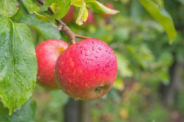 果园里挂在苹果树上的苹果图片下载