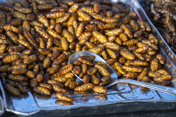蚕蛹、蚕蛹油炸食品、昆虫幼虫油炸小吃等在泰国具有异域风情。街市上的泰国菜图片下载
