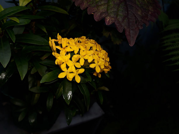 丛林天竺葵照片植物图片下载