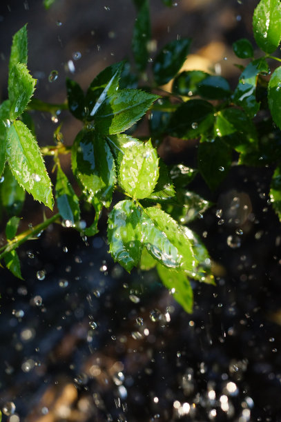 雨滴下的玫瑰叶子。前视图。图片下载