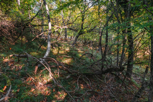 在色彩斑斓的森林里，一个明亮的十月的日子。图片下载