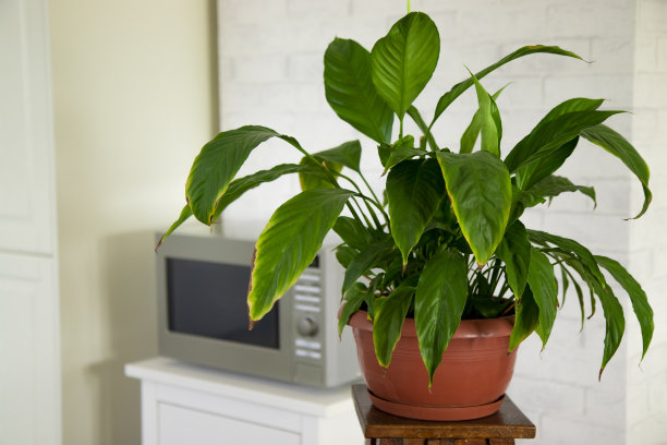 室内植物的插花在原来的木架上，背景是微波炉。里面是鸡冠叶。室内植物护理。叶子大的植物图片下载