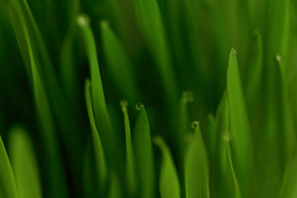 绿色的草，草叶顶部有露珠。图片下载