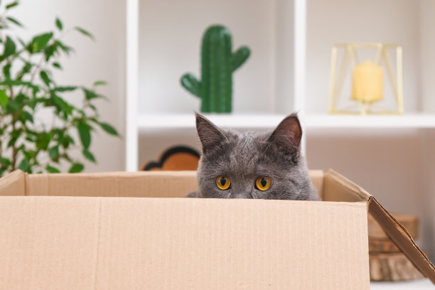 一只灰猫在一个纸板箱里玩。一只灰猫正在找玩具。猫是掠食者。灰猫专注的凝视。图片下载