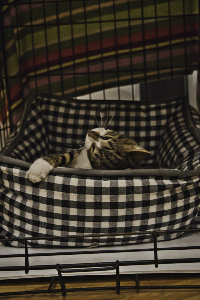 小猫躺在狗笼子里图片下载