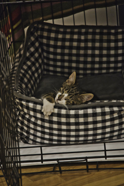小猫躺在狗笼子里图片下载