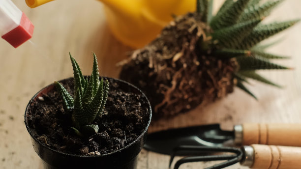 用花园喷雾器给花浇水，木桌上放着园艺工具，一把铲子，一个黄色的喷壶，一个洒水器，一把耙子，手套，一个扎米奥库卡花，一个条纹的哈瓦西亚花，用于移植的土地，肥料图片下载