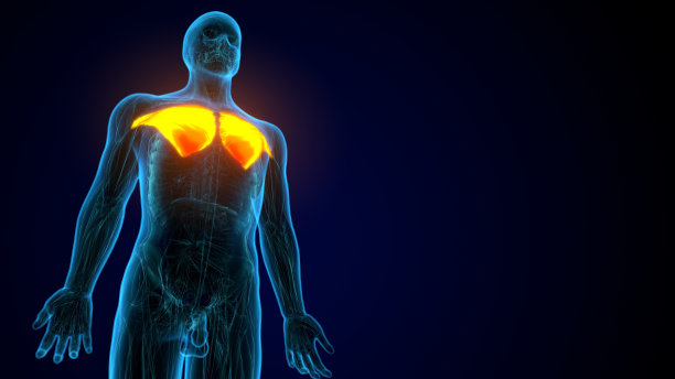 人胸大肌的3d图，肌肉解剖的一部分。图片下载