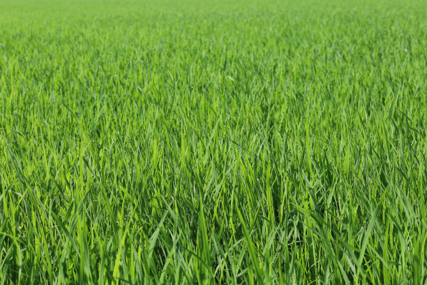 泰国乡下的绿稻田图片下载