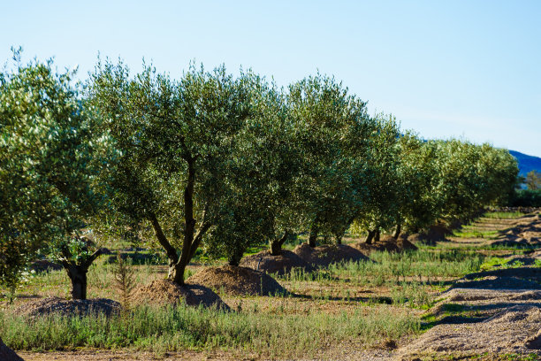 橄榄树。西班牙自然景观图片下载