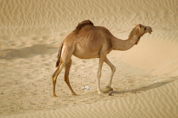 沙漠中行走的骆驼图片下载