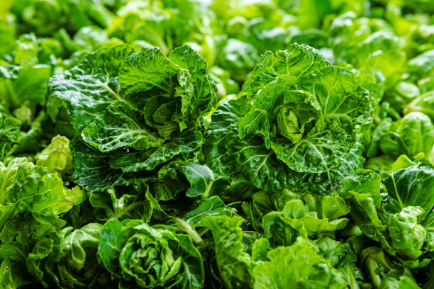 新鲜的球芽甘蓝芽和绿色的叶子接近。收获球芽甘蓝图片下载