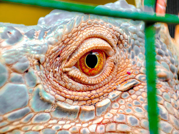鬣蜥的眼睛图片下载