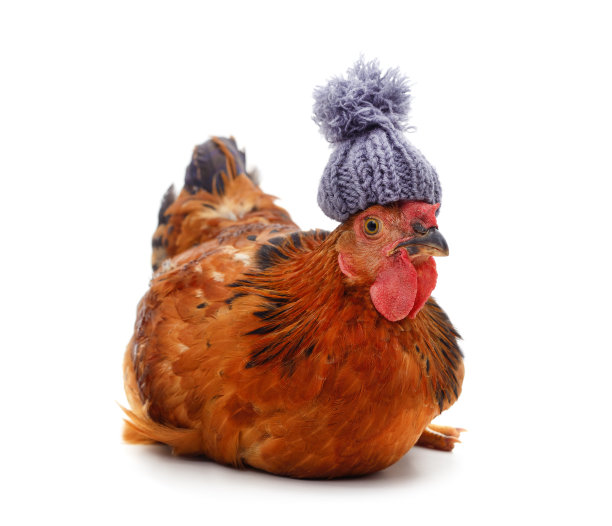棕色的鸡戴着针织帽。图片下载