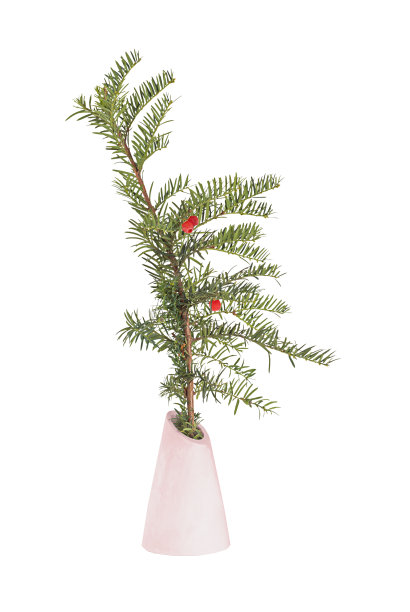 冷杉树的树枝，花瓶里有红色的浆果。图片下载