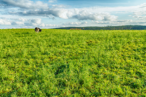景观秋有牛草甸，秋有波兰，欧有惊人的蓝天与云，晴天图片下载