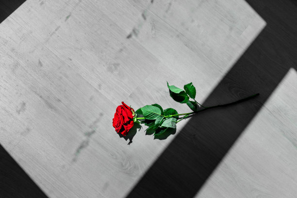 一朵红玫瑰落在木地板上，留下长长的影子图片下载