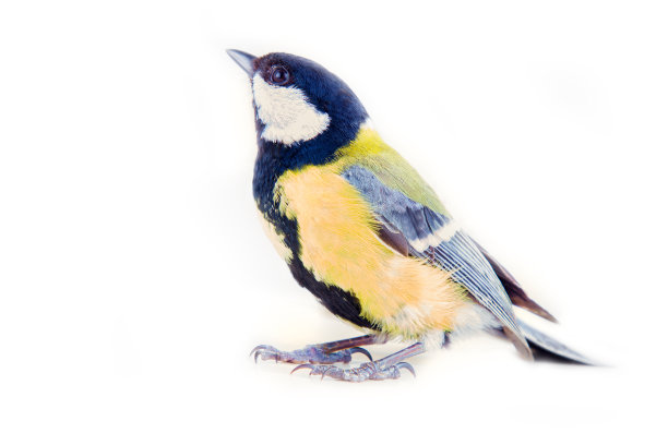 白色背景上的大山雀图片下载