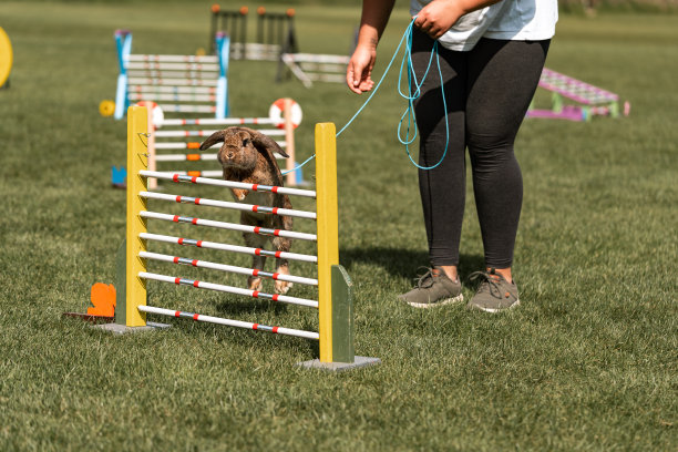 可爱的兔子兔子跳过兔子赛跑的障碍，绿色背景，宠物摄影，兔子跳，kaninhop, 2023年新年的象征，复制空间，复活节的概念，复制空间图片下载