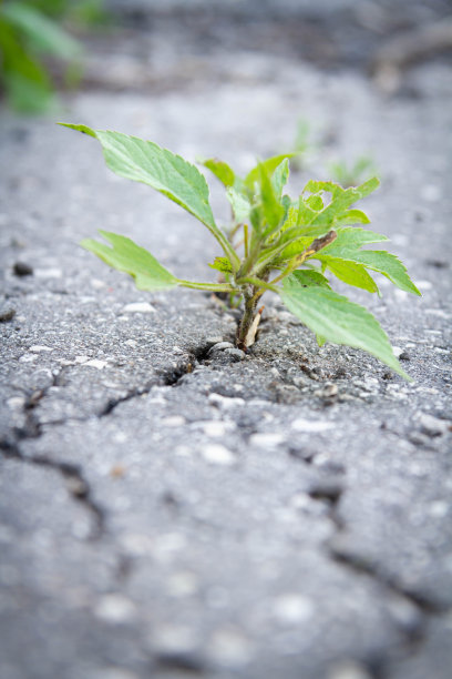 成长的力量。在柏油路上发芽。图片下载