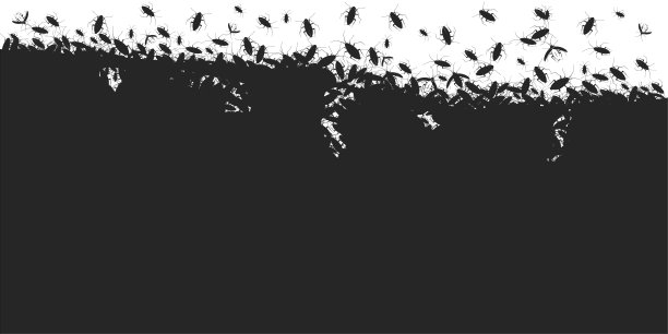 蟑螂昆虫白底，顶视图甲虫害虫。寄生虫污染图片下载