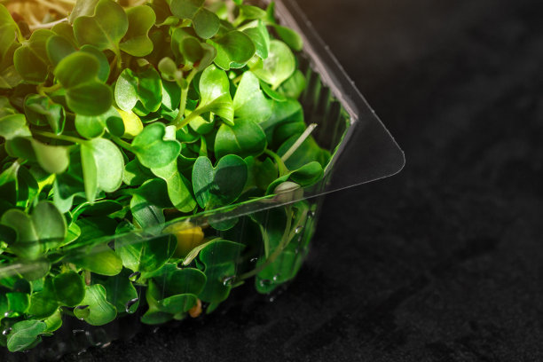 塑料容器中的微绿芽。微芽菜——健康新鲜的食物。在麻类生物降解垫子上发芽的微绿色植物。种子在家里发芽。纯素和健康食品的概念。图片下载