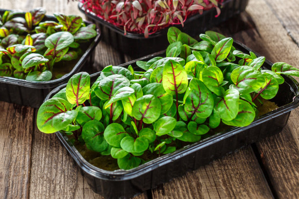 塑料托盘里的微绿。混合microgreen在托盘上木制背景。在麻类生物降解垫子上发芽的微绿色植物。种子在家里发芽。纯素和健康食品的概念。图片下载