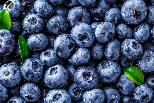水滴在成熟甜美的蓝莓上。新鲜的蓝莓背景与复制空间为您的文本。纯素和素食的概念。蓝莓浆果的宏观纹理。质感蓝莓莓接近图片下载