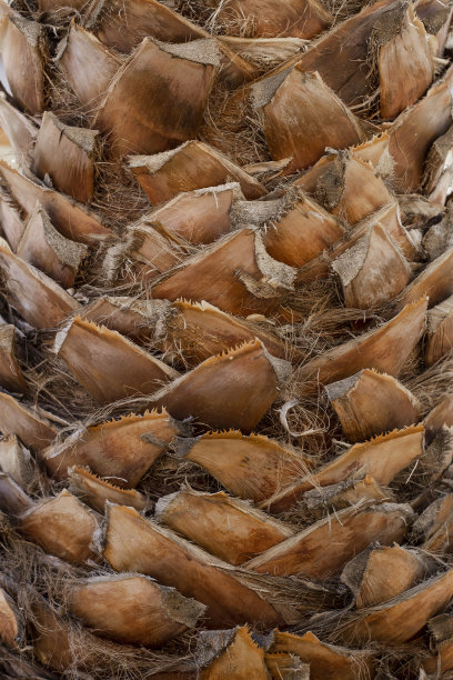 棕榈树树干纹理特写照片图片下载