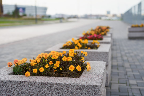 城市人行道花坛上的黄花图片下载