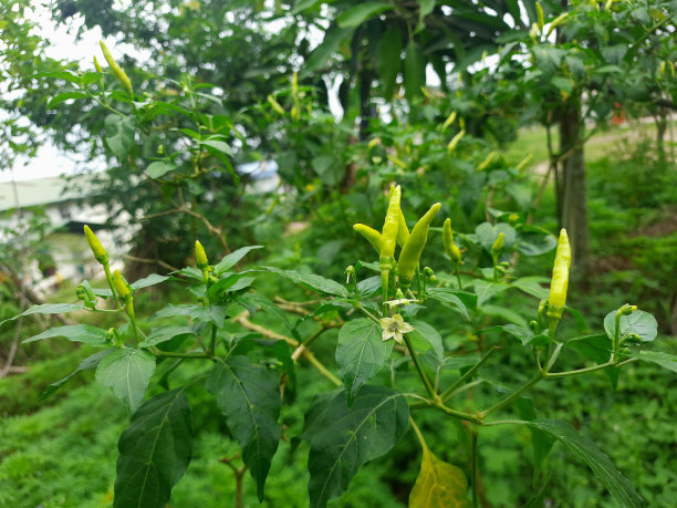 绿辣椒图片下载