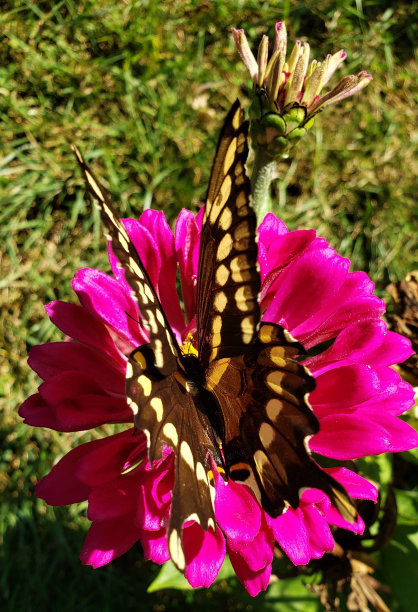 黑燕尾蝶图片下载