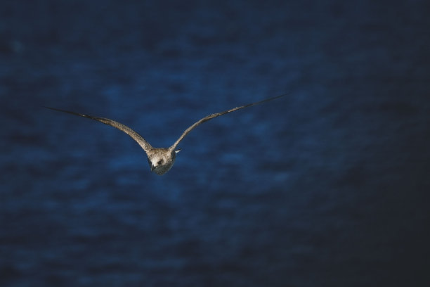 海鸥在海面上飞翔图片下载