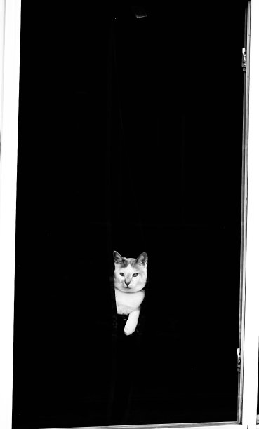 躲躲猫的小猫图片下载